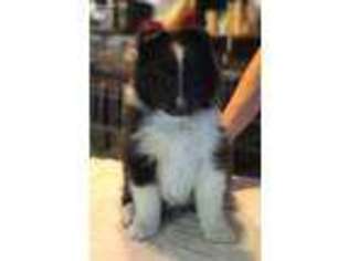 Shetland Sheepdog Puppy for sale in Oswego, NY, USA