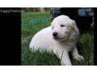 Great Pyrenees Puppy for sale in Franklinville, NJ, USA
