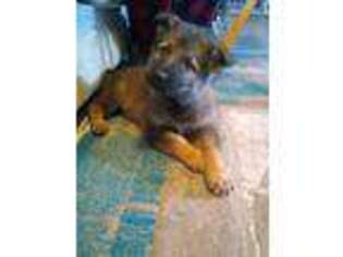 German Shepherd Dog Puppy for sale in Campbell, TX, USA