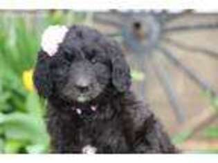Mutt Puppy for sale in Etna Green, IN, USA