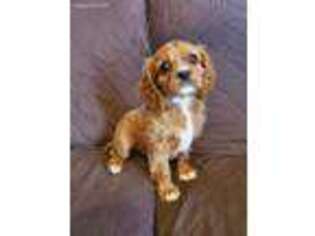 Cavalier King Charles Spaniel Puppy for sale in La Russell, MO, USA