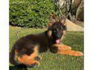 German Shepherd Dog Puppy for sale in Los Angeles, CA, USA