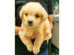 Golden Retriever Puppy for sale in Oakland, CA, USA