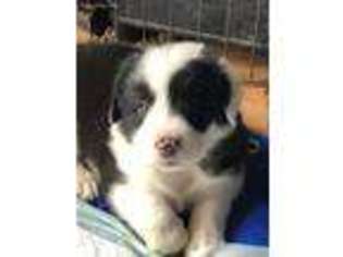Border Collie Puppy for sale in Montgomery, TX, USA