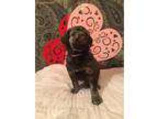Mutt Puppy for sale in Rayville, MO, USA