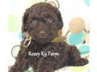 Mutt Puppy for sale in Allendale, MI, USA