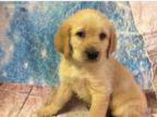 Labradoodle Puppy for sale in Poplar Bluff, MO, USA