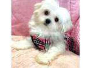 Maltese Puppy for sale in Newton, NC, USA