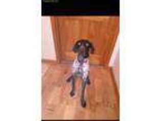 German Shorthaired Pointer Puppy for sale in Utica, KY, USA