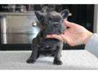 French Bulldog Puppy for sale in Madison, NJ, USA