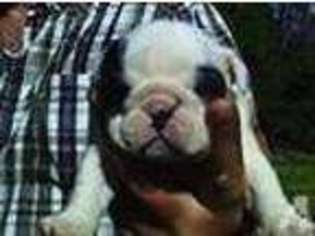 Bulldog Puppy for sale in HUNTINGTON, WV, USA