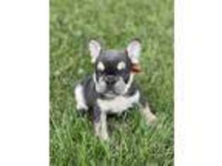 French Bulldog Puppy for sale in Kansas City, KS, USA