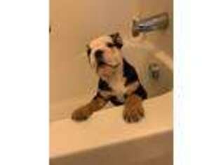 Bulldog Puppy for sale in New London, CT, USA