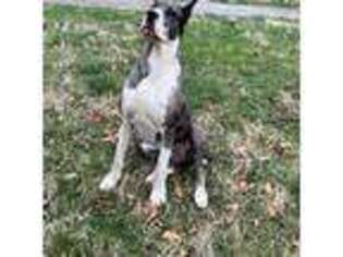 Great Dane Puppy for sale in Three Rivers, MI, USA