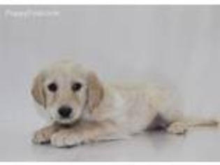 Labradoodle Puppy for sale in Fredericksburg, VA, USA