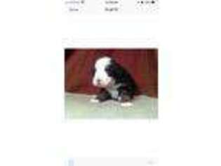Mutt Puppy for sale in Sturbridge, MA, USA