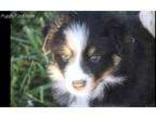 Miniature Australian Shepherd Puppy for sale in Beaverdam, VA, USA