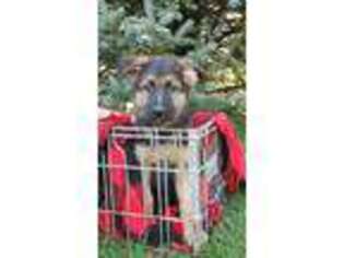 German Shepherd Dog Puppy for sale in Farmington, MN, USA