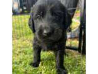 Labradoodle Puppy for sale in Anaheim, CA, USA