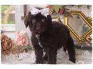 Labradoodle Puppy for sale in Bowling Green, MO, USA