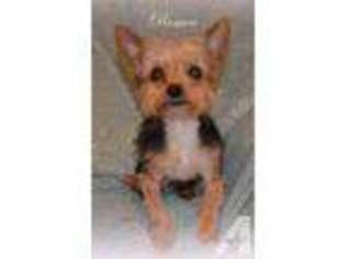 Yorkshire Terrier Puppy for sale in TAYLORS, SC, USA
