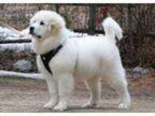 Great Pyrenees Puppy for sale in Kalispell, MT, USA
