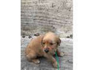 Golden Retriever Puppy for sale in Chester, GA, USA