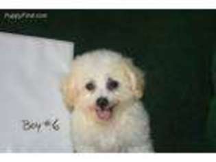 Bichon Frise Puppy for sale in Campobello, SC, USA