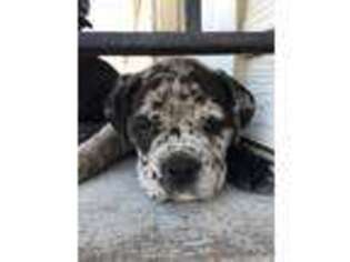 Olde English Bulldogge Puppy for sale in Lexington, NE, USA