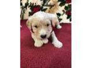 Goldendoodle Puppy for sale in Whitesburg, KY, USA