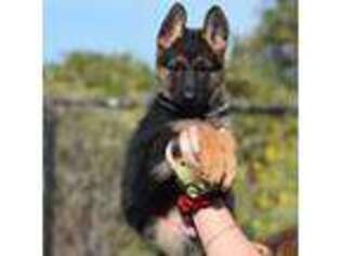 Medium Photo #1 German Shepherd Dog Puppy For Sale in Cleburne, TX, USA