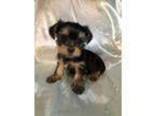 Yorkshire Terrier Puppy for sale in Concan, TX, USA