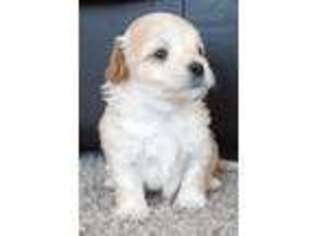 Coton de Tulear Puppy for sale in Meridian, ID, USA
