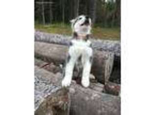 Alaskan Malamute Puppy for sale in Madison, ME, USA