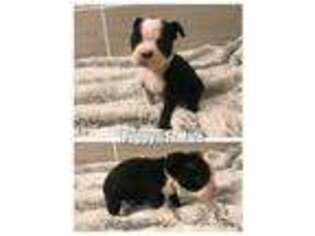 Boston Terrier Puppy for sale in Frederick, MD, USA