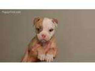 American Bulldog Puppy for sale in Enfield, CT, USA