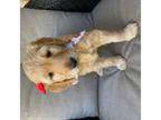 Goldendoodle Puppy for sale in Lufkin, TX, USA