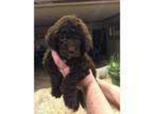 Mutt Puppy for sale in Ellis Grove, IL, USA