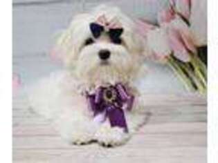 Maltese Puppy for sale in Draper, UT, USA