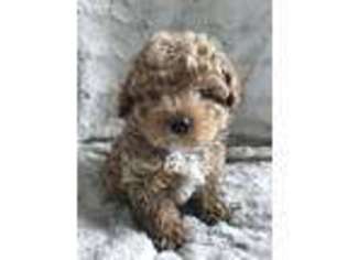 Mutt Puppy for sale in Berne, IN, USA