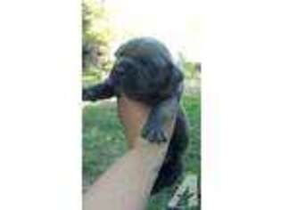 Cane Corso Puppy for sale in PORTAGEVILLE, NY, USA