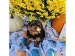 Mutt Puppy for sale in Scranton, SC, USA