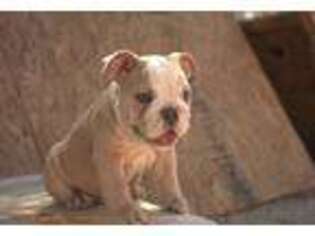 Bulldog Puppy for sale in Cathedral City, CA, USA