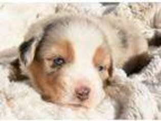 Miniature Australian Shepherd Puppy for sale in Lindsay, OK, USA