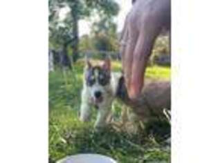 Siberian Husky Puppy for sale in Dover, TN, USA