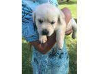 Labrador Retriever Puppy for sale in Abbeville, SC, USA