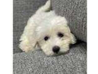 Coton de Tulear Puppy for sale in Green Valley, AZ, USA