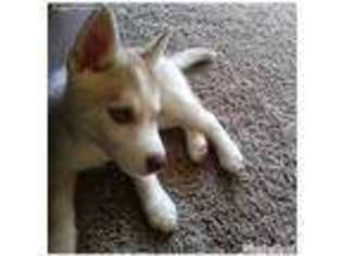 Siberian Husky Puppy for sale in Miamisburg, OH, USA