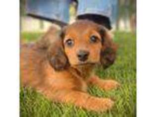 Dachshund Puppy for sale in Descanso, CA, USA