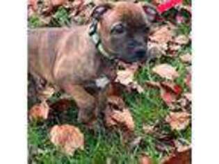 Staffordshire Bull Terrier Puppy for sale in Wilmington, DE, USA